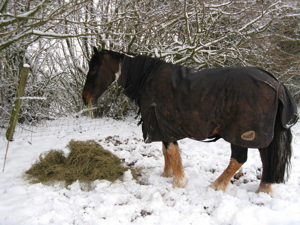 Horse In Winter