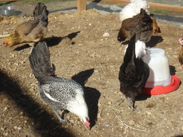 Egyptian Fayoumis And Orpingtons Backyard Chickens Learn How To Raise Chickens