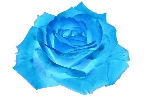 blue rose wallpaper. lue rose Image