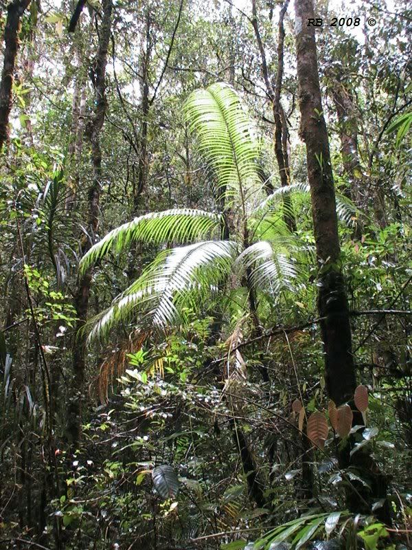 Foresta_Borneo.jpg