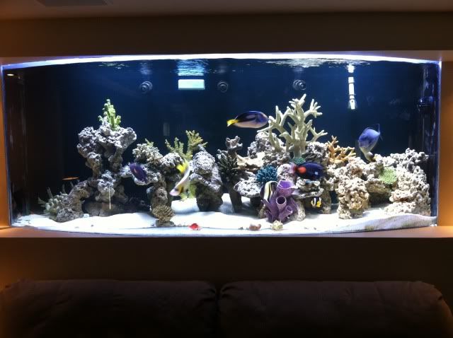 fishtank4.jpg