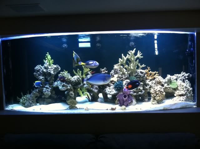 fishtank6.jpg