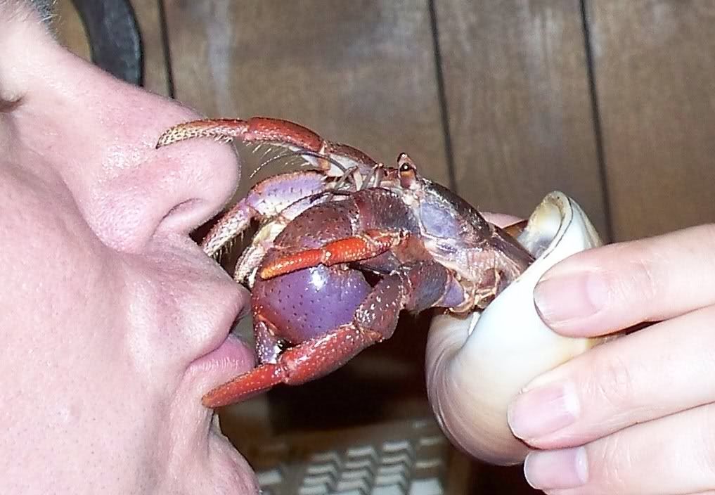 Crab Kiss