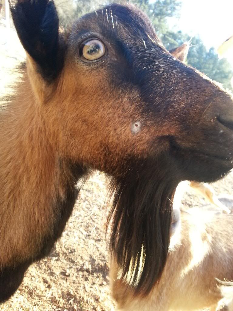 Buck walking funny - Goats