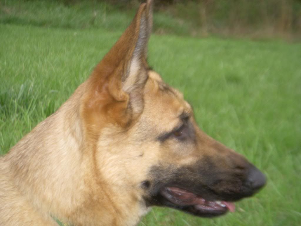 german shepherd forum