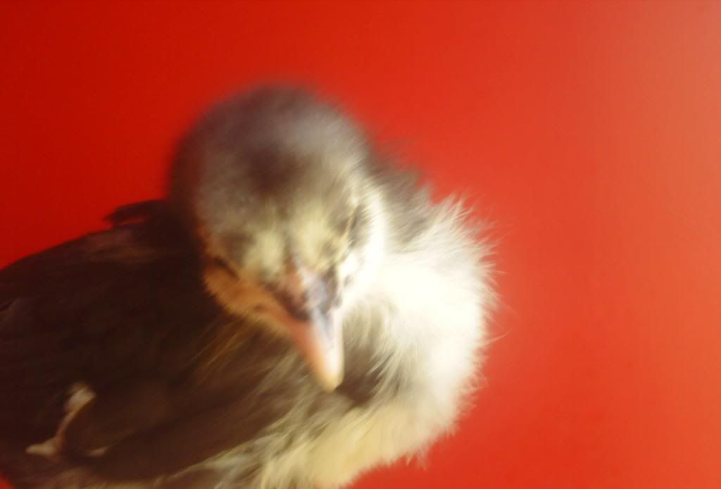 Black Australorp vs Black Jersey Giant BackYard Chickens Learn How