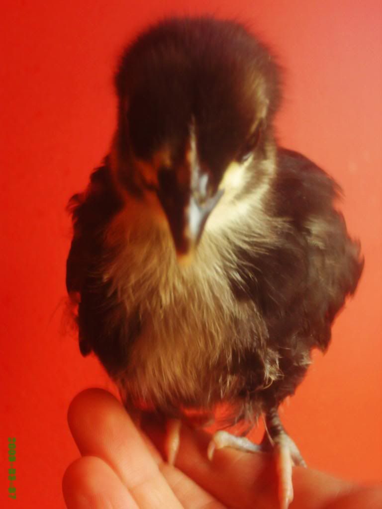 Black Australorp vs Black Jersey Giant BackYard Chickens Learn How