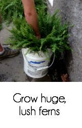 Grow Huge Lush Ferns