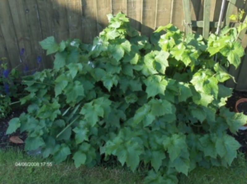 Plants004-1.jpg?t=1212612893