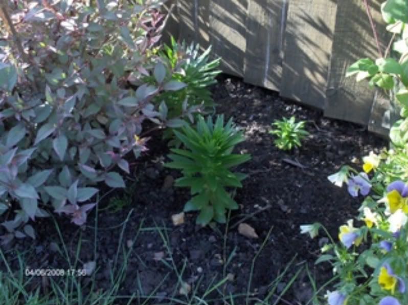 Plants007-1.jpg?t=1212613168