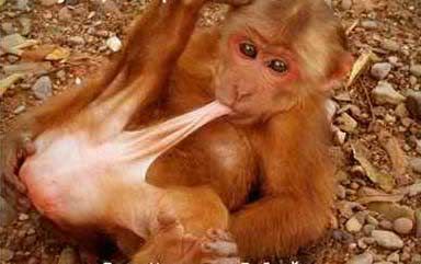 Monkey eating his balls Pictures, Images and Photos