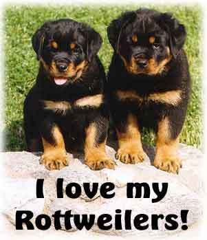 Blonde Rottweiler