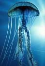 Jellyfish Pictures, Images and Photos