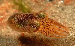 Cuttlefish-small.jpg
