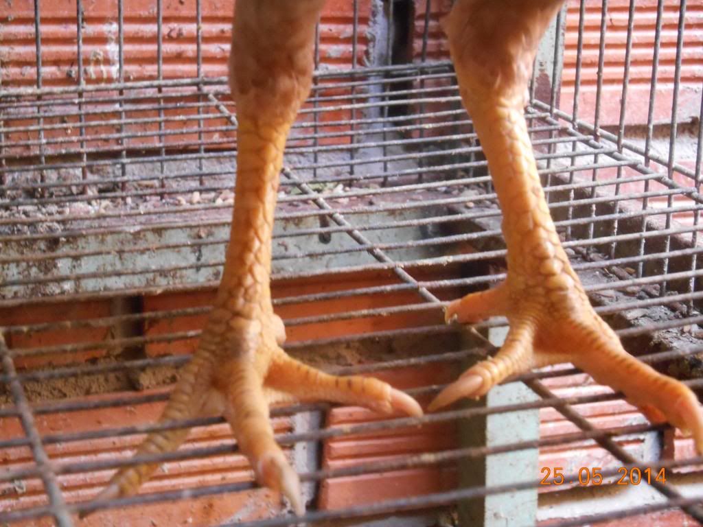 Mái asil bobby boles sắp đẻ 1 kg và 1,2 kg đã rớt trứng - 2