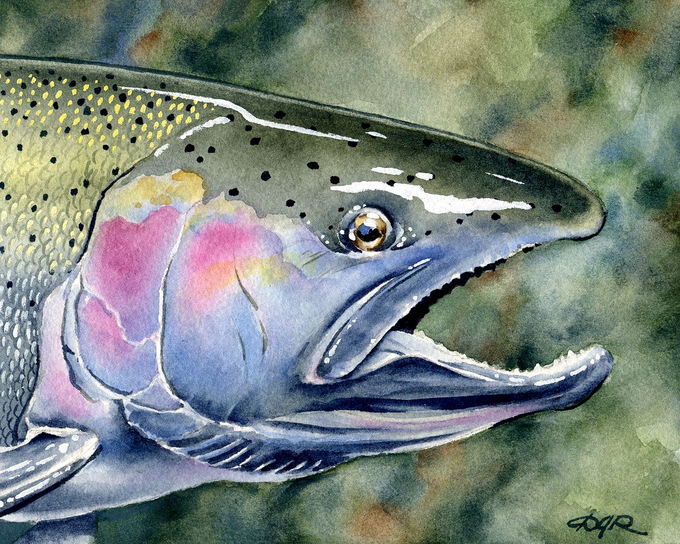 Fly Fishing "STEELHEAD TROUT" Watercolor 11 x 14 ART Print Signed by