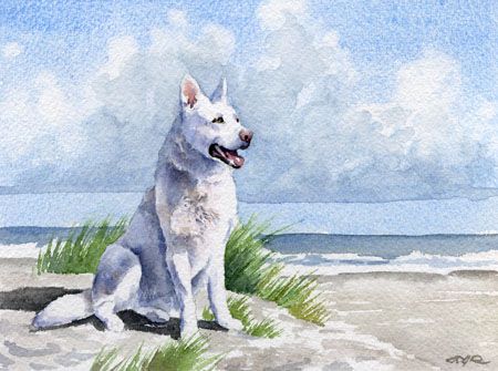 Details about WHITE GERMAN SHEPHERD Painting OVERSIZED ART Print DJR Details about WHITE GERMAN SHEPHERD Painting OVERSIZED ART Print DJR