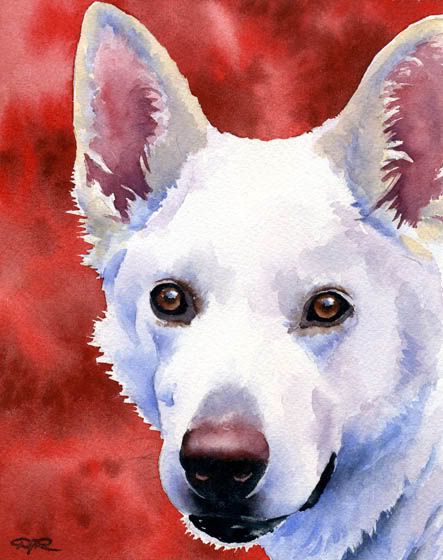 WHITE GERMAN SHEPHERD Watercolor 8 x 10 Art Print Signed by Artist DJR WHITE GERMAN SHEPHERD Watercolor 8 x 10 Art Print Signed by Artist DJR