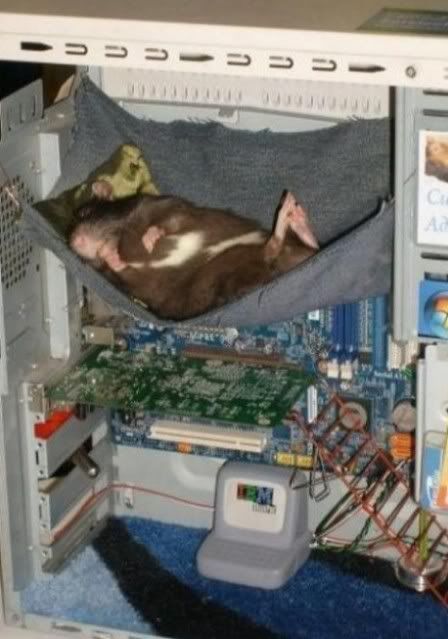 mouse-465x663.jpg
