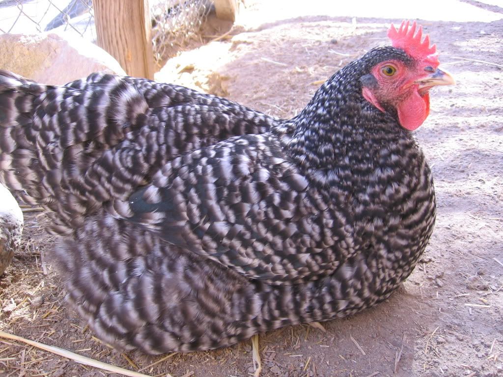 Partridge Rock Hen