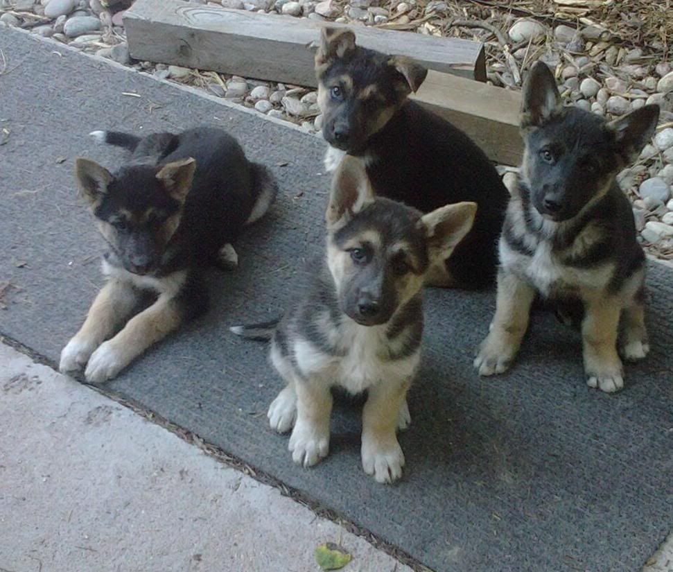 Husky Mix