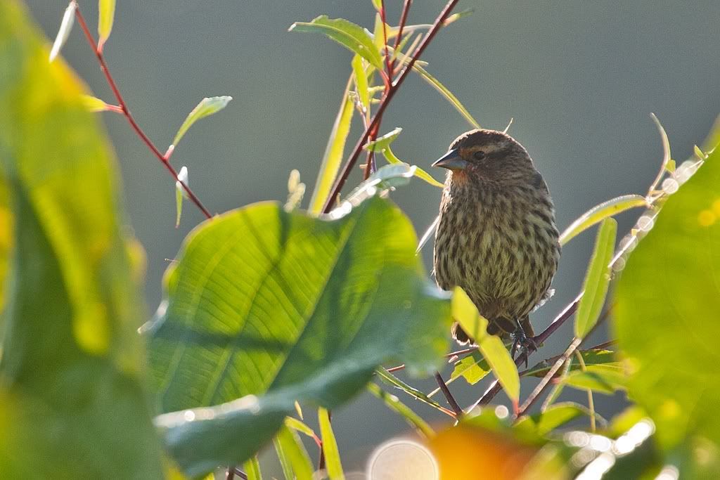 IMAGE: http://i276.photobucket.com/albums/kk2/D40riggs/Birds/backlitbird.jpg