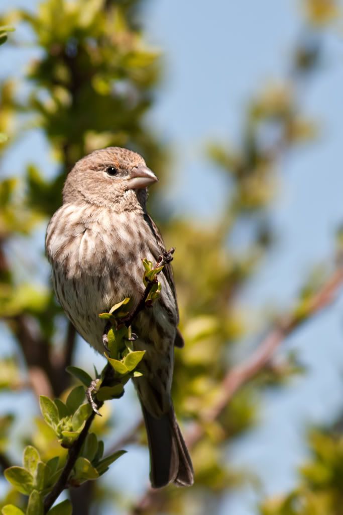 IMAGE: http://i276.photobucket.com/albums/kk2/D40riggs/Birds/birdportraitweb.jpg