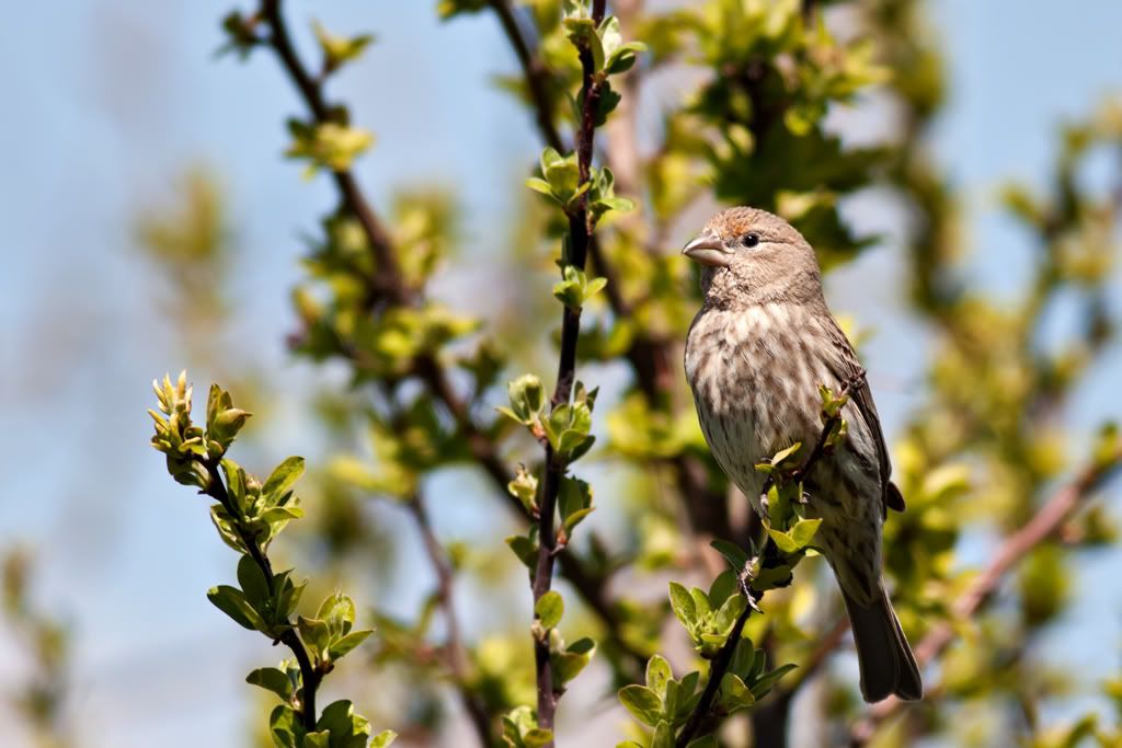 IMAGE: http://i276.photobucket.com/albums/kk2/D40riggs/Birds/branchpose2web.jpg