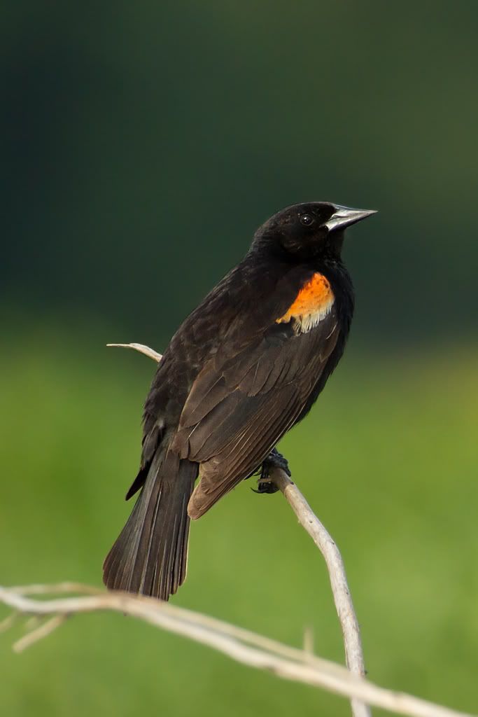 IMAGE: http://i276.photobucket.com/albums/kk2/D40riggs/Birds/redwingedblackbirdonbranch.jpg
