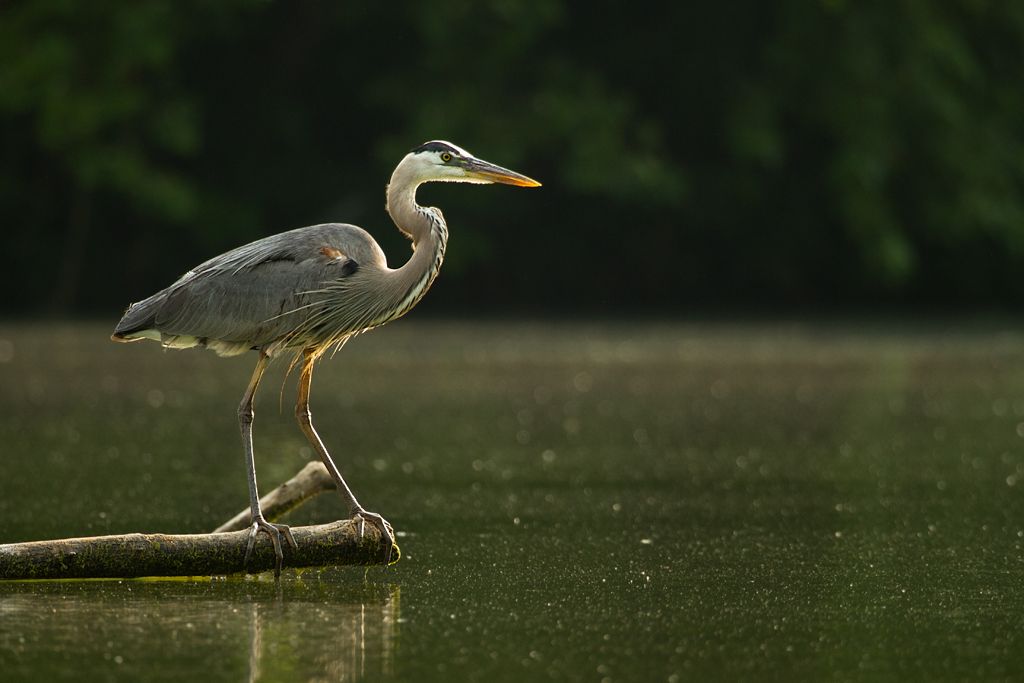 IMAGE: http://i276.photobucket.com/albums/kk2/D40riggs/Nature%20Pics/backlitheron.jpg