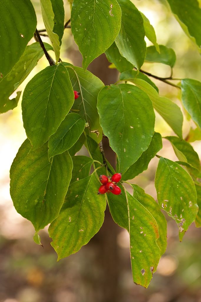 IMAGE: http://i276.photobucket.com/albums/kk2/D40riggs/Nature%20Pics/berries.jpg