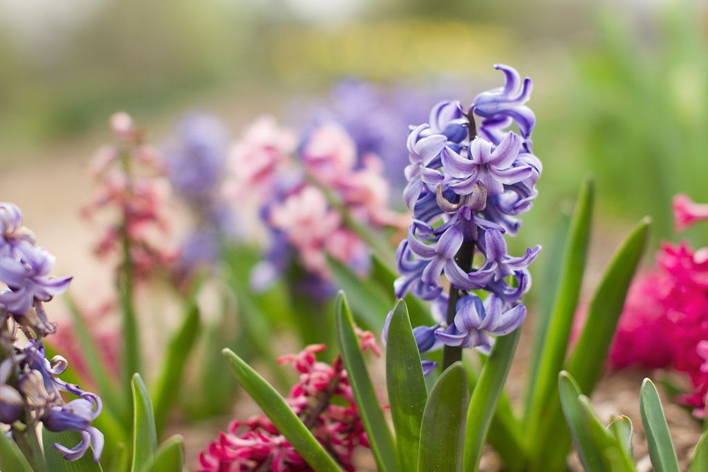 IMAGE: http://i276.photobucket.com/albums/kk2/D40riggs/Nature%20Pics/blueflowersweb.jpg