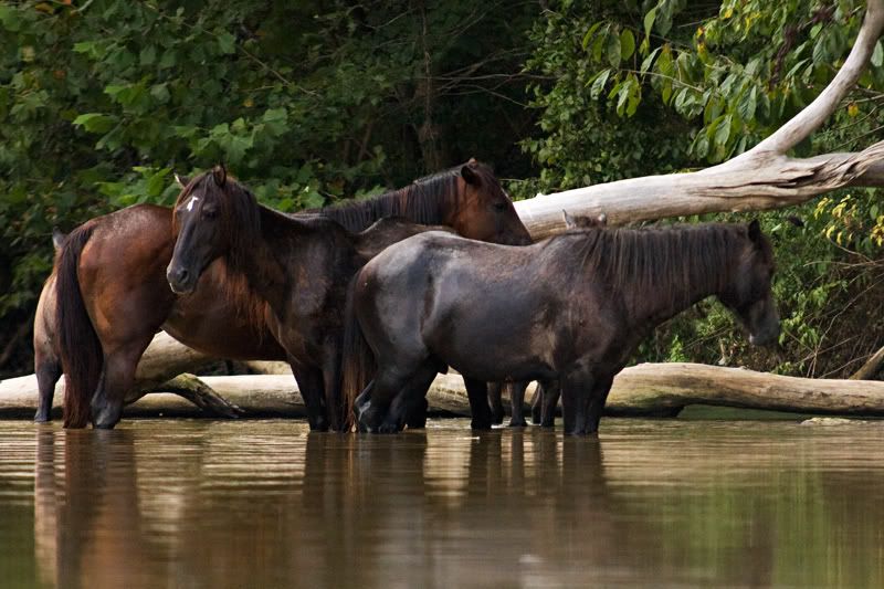 IMAGE: http://i276.photobucket.com/albums/kk2/D40riggs/Nature%20Pics/darkhorsegroup.jpg