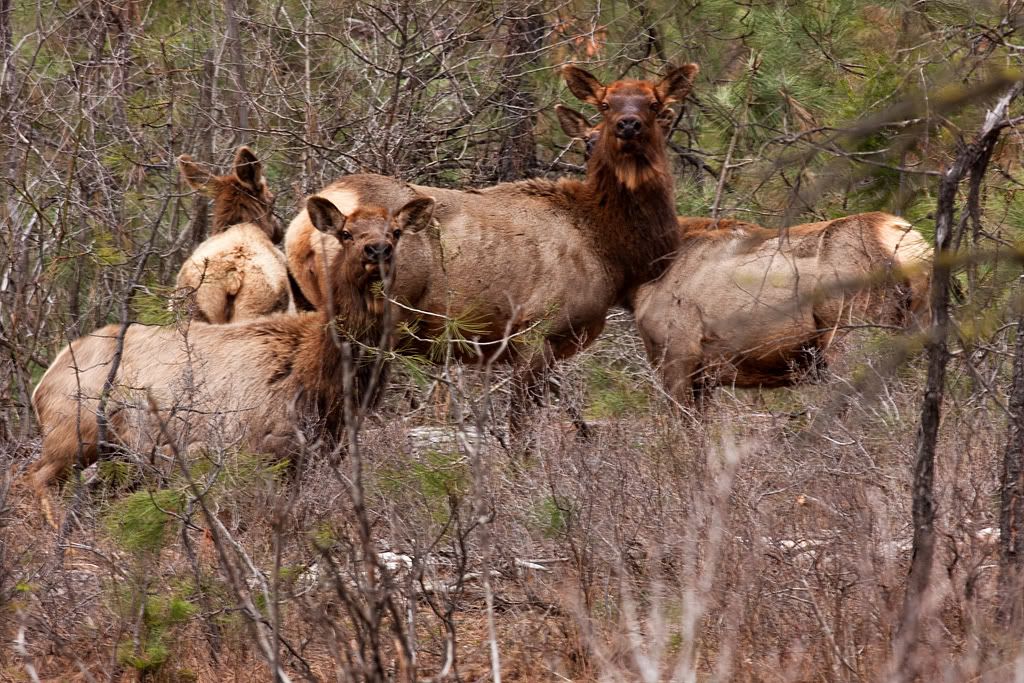 IMAGE: http://i276.photobucket.com/albums/kk2/D40riggs/Nature%20Pics/elkstareweb.jpg