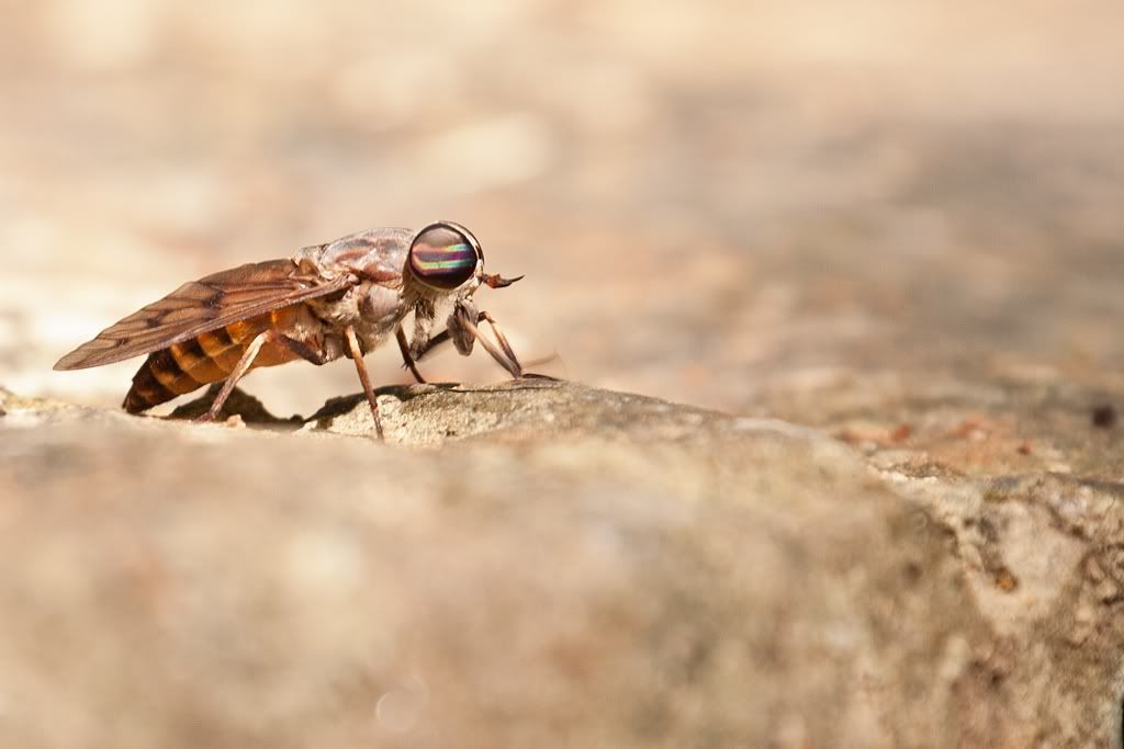 IMAGE: http://i276.photobucket.com/albums/kk2/D40riggs/Nature%20Pics/horsefly.jpg