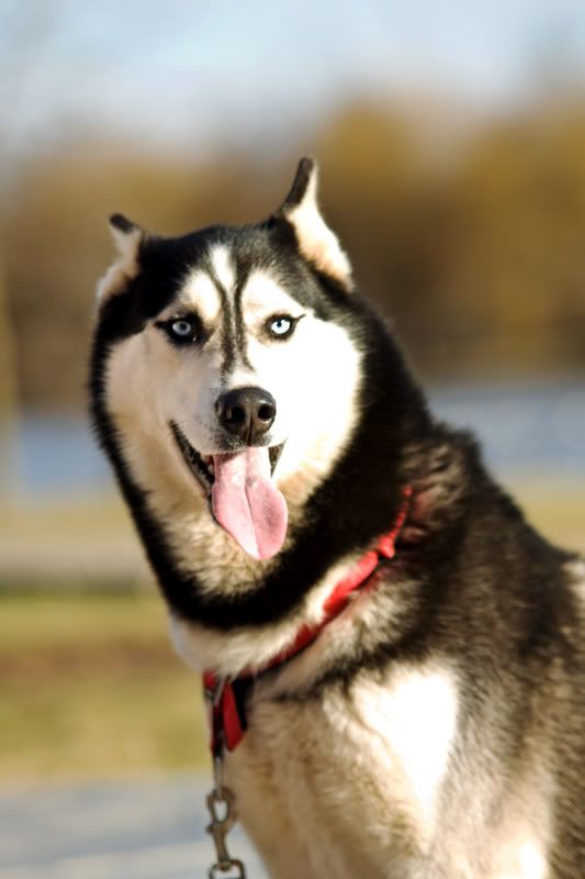 IMAGE: http://i276.photobucket.com/albums/kk2/D40riggs/Nature%20Pics/huskey.jpg