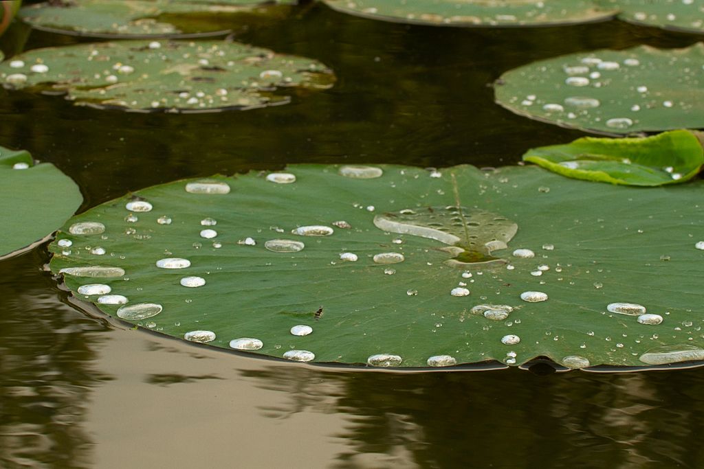 IMAGE: http://i276.photobucket.com/albums/kk2/D40riggs/Nature%20Pics/lilipadclose.jpg