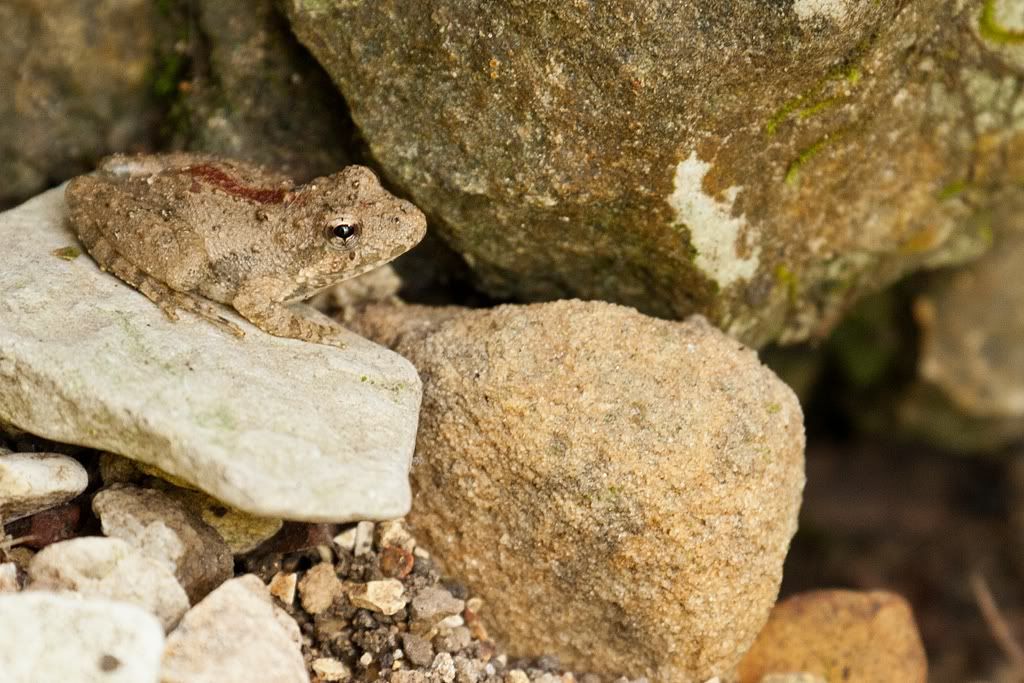 IMAGE: http://i276.photobucket.com/albums/kk2/D40riggs/Nature%20Pics/littlefrog.jpg