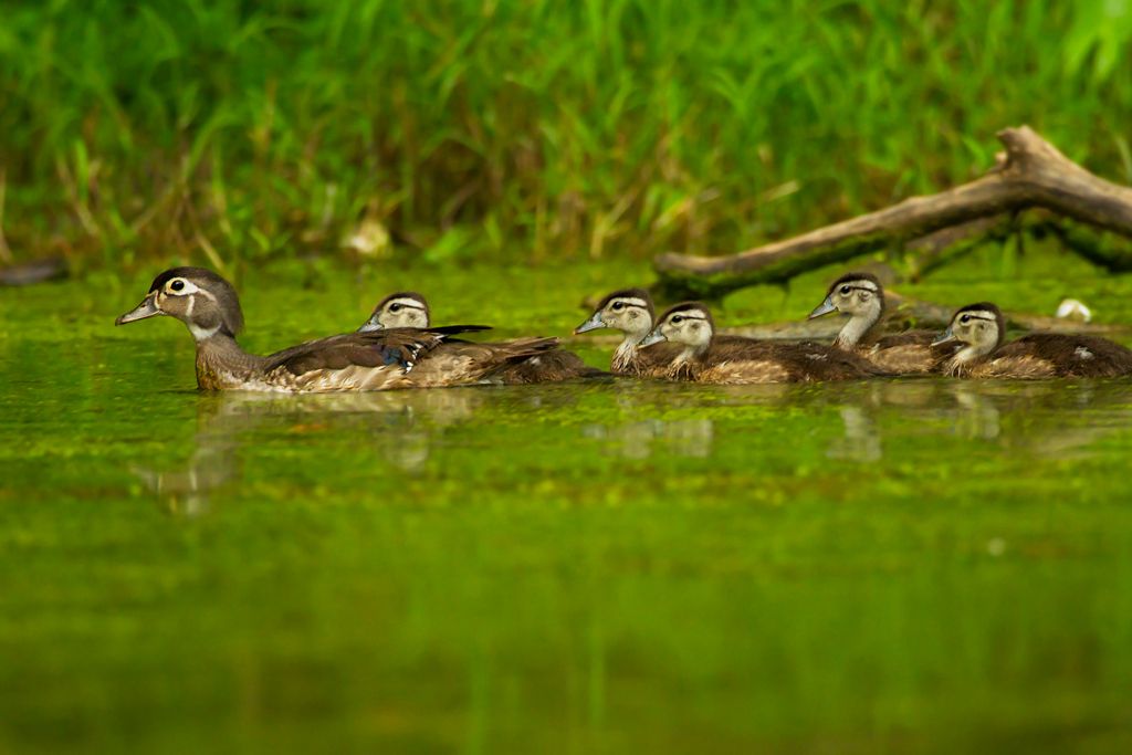 IMAGE: http://i276.photobucket.com/albums/kk2/D40riggs/Nature%20Pics/momwithherbabies.jpg