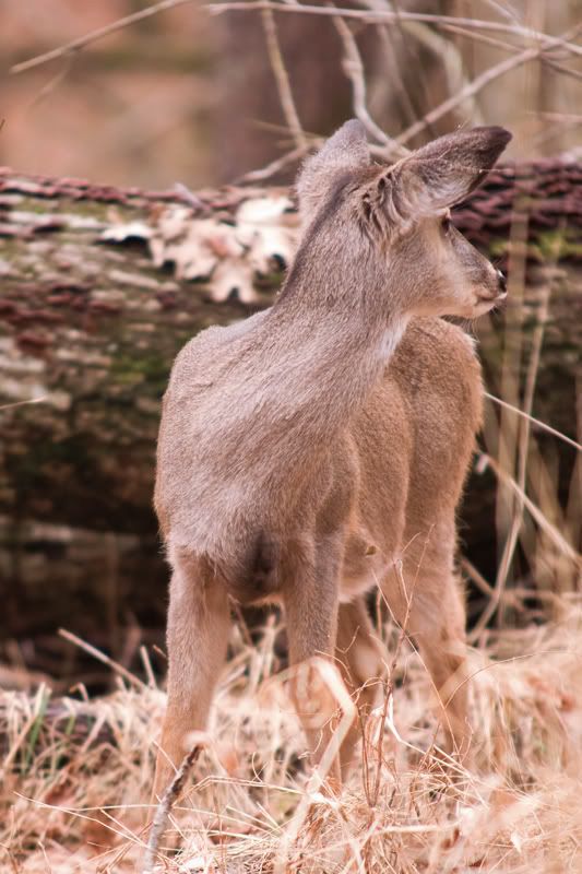 IMAGE: http://i276.photobucket.com/albums/kk2/D40riggs/Nature%20Pics/overtheshoulder.jpg