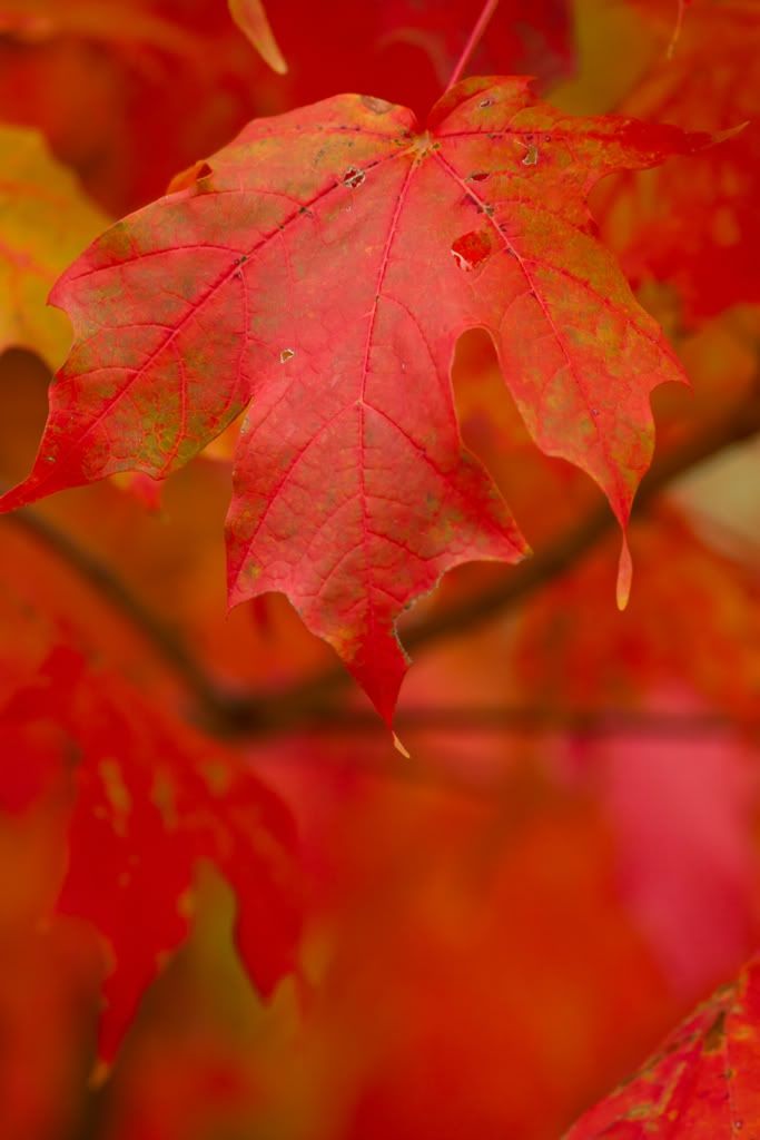 IMAGE: http://i276.photobucket.com/albums/kk2/D40riggs/Nature%20Pics/redleaf-2.jpg