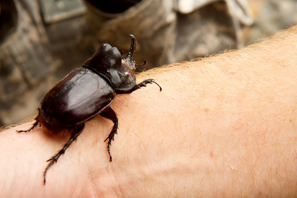 IMAGE: http://i276.photobucket.com/albums/kk2/D40riggs/Nature%20Pics/rhinocerosbeetle.jpg