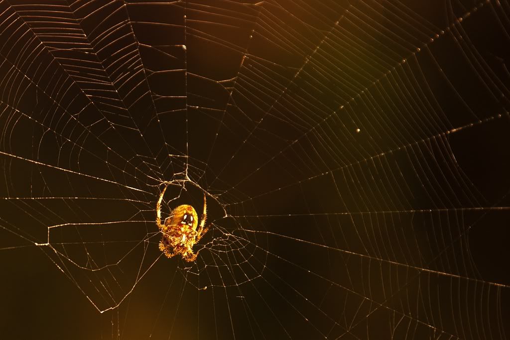 IMAGE: http://i276.photobucket.com/albums/kk2/D40riggs/Nature%20Pics/spiderfromthewater.jpg