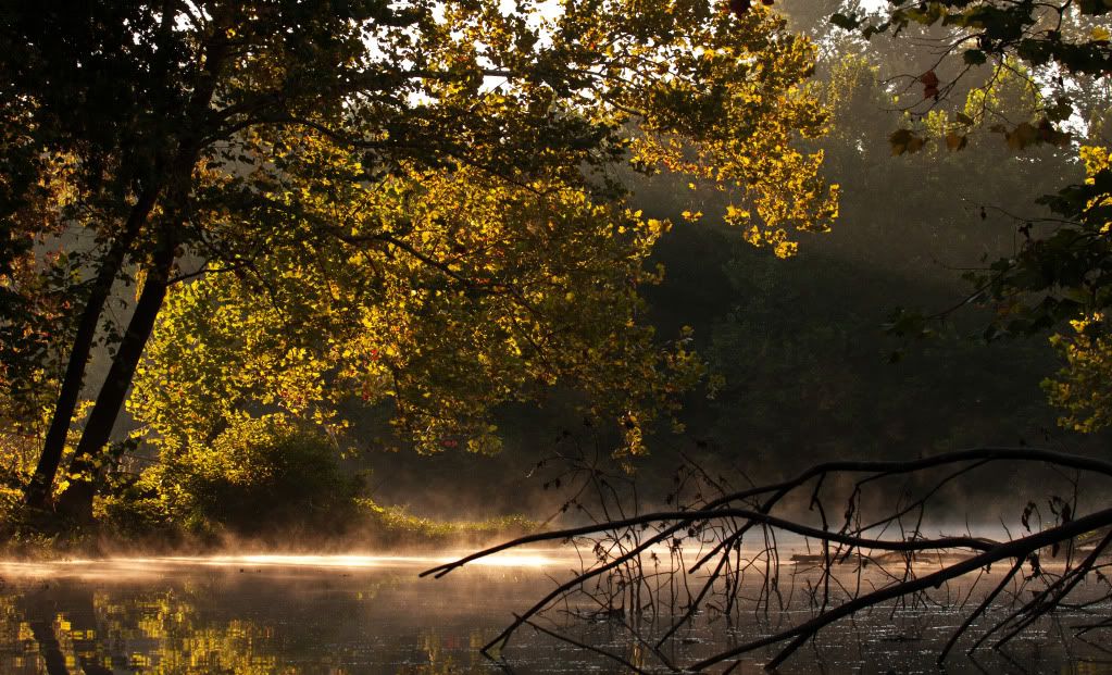 IMAGE: http://i276.photobucket.com/albums/kk2/D40riggs/Nature%20Pics/throughthetreesfogwallpaper.jpg