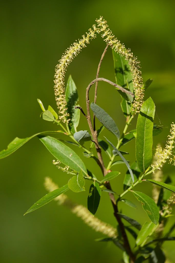 IMAGE: http://i276.photobucket.com/albums/kk2/D40riggs/Nature%20Pics/touching.jpg