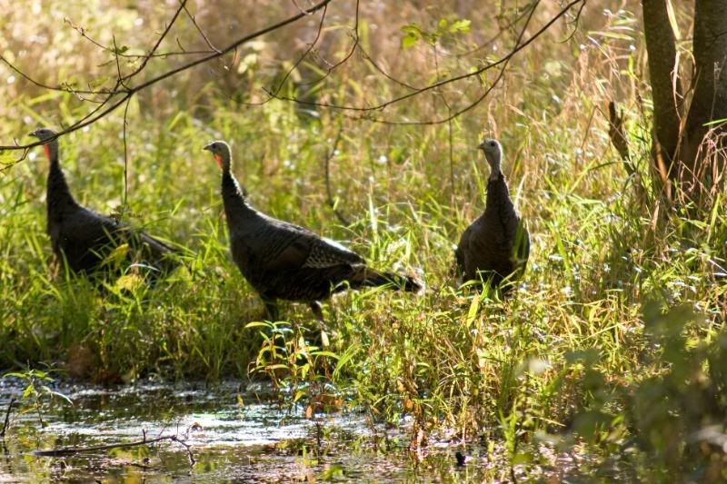 IMAGE: http://i276.photobucket.com/albums/kk2/D40riggs/Nature%20Pics/turkeygroup.jpg