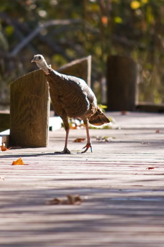 IMAGE: http://i276.photobucket.com/albums/kk2/D40riggs/Nature%20Pics/turkeyonboardwalk.jpg