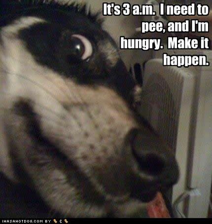 funny-dog-pictures-hungry-pee.jpg