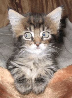 351kitt.gif