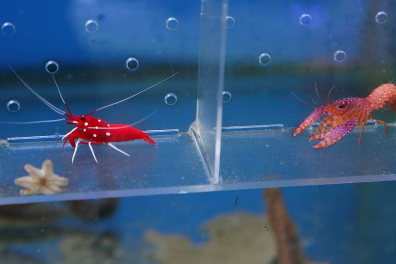 Pink Reef Lobster